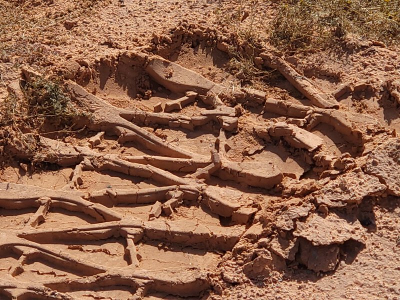Choosing the Right Tires for Desert Terrain — What Works in the Mojave