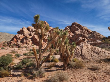 What Is the Mojave Desert?
