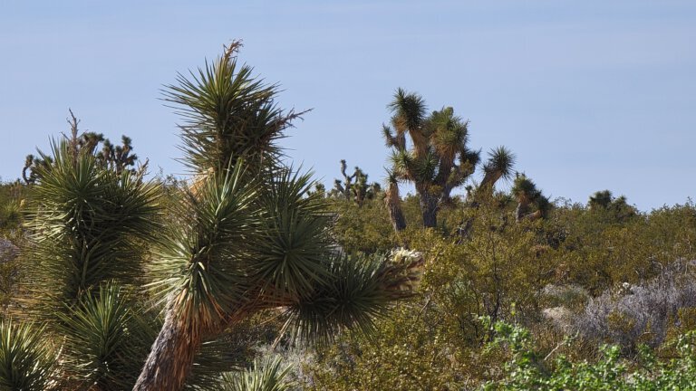 Hidden Gems in the Mojave — Places Worth Seeking Out