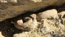 Mojave Desert Wildlife Guide: What You’ll Actually Encounter in the Corridor