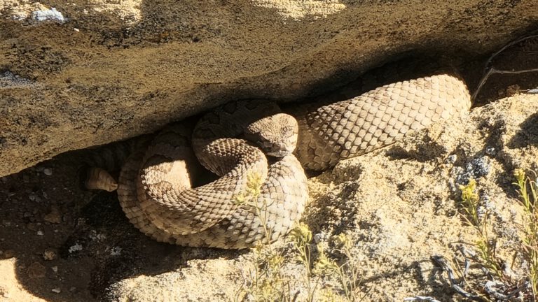 Mojave Desert Wildlife Guide: What You’ll Actually Encounter in the Corridor