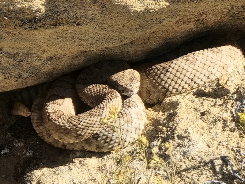 Mojave Desert Wildlife Guide: What You’ll Actually Encounter in the Corridor