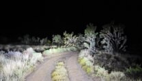 Headlights cutting through darkness on a remote desert trail lined with Joshua trees at night