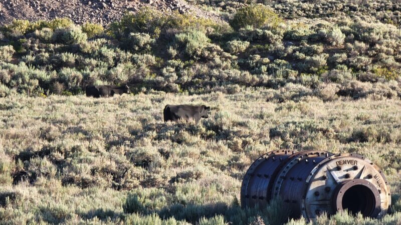 Free-range cattle grazing near an old mill drum stamped Denver Mill, evening light near Hamilton
