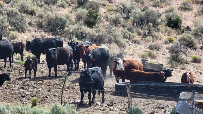 A herd of free-range cattle gathered at a stock tank near a natural spring south of Hamilton