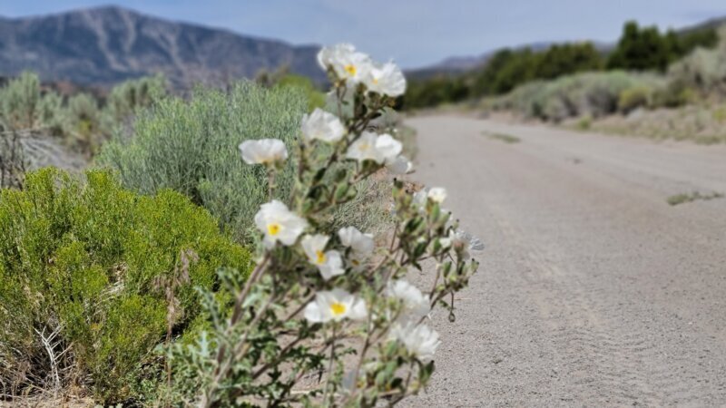 White desert wildflowers blooming trailside on the route to Preston, Nevada