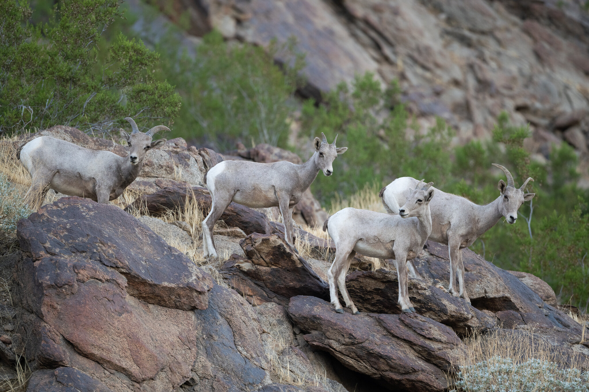 Desert Bighorn Sheep