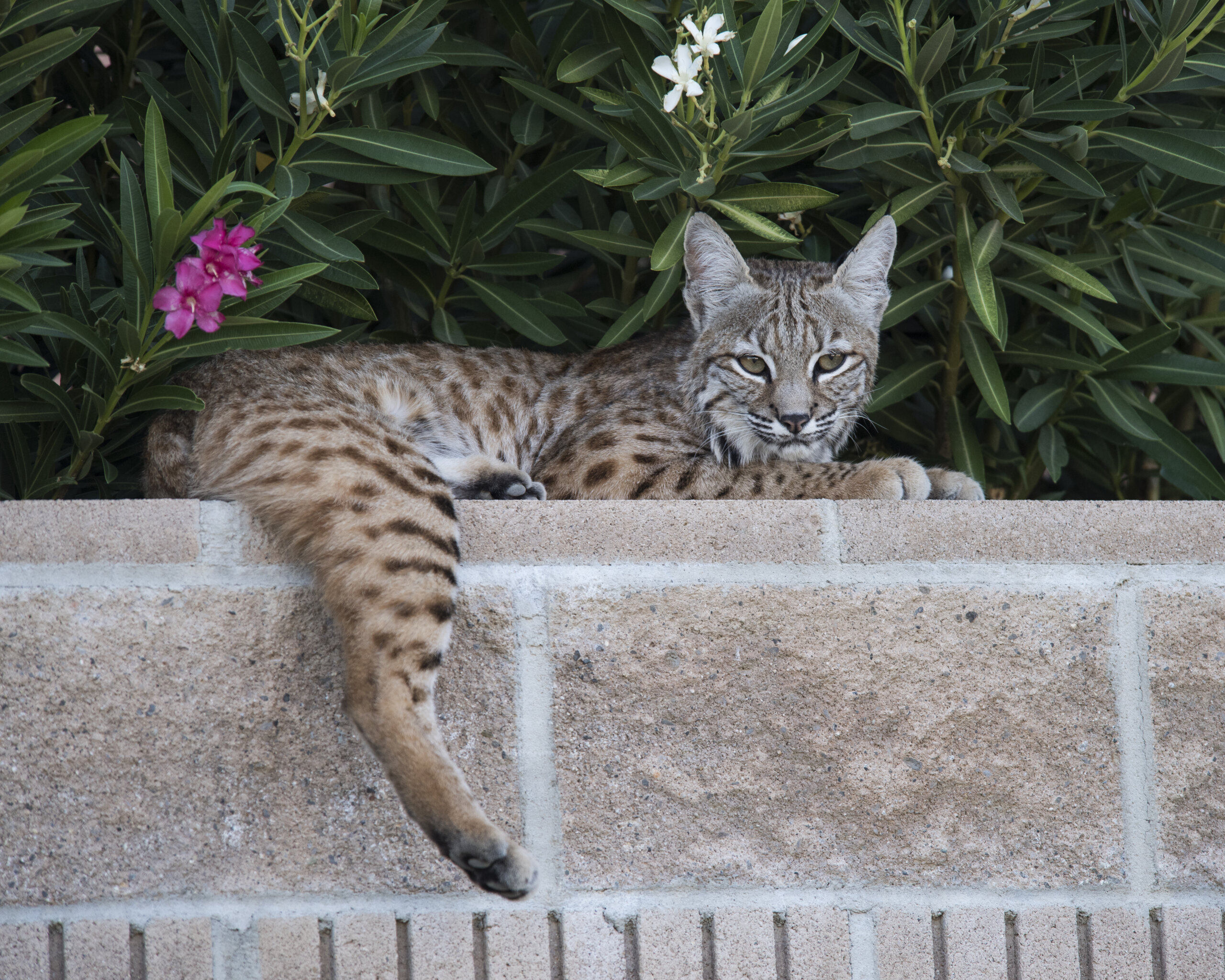 Bobcat