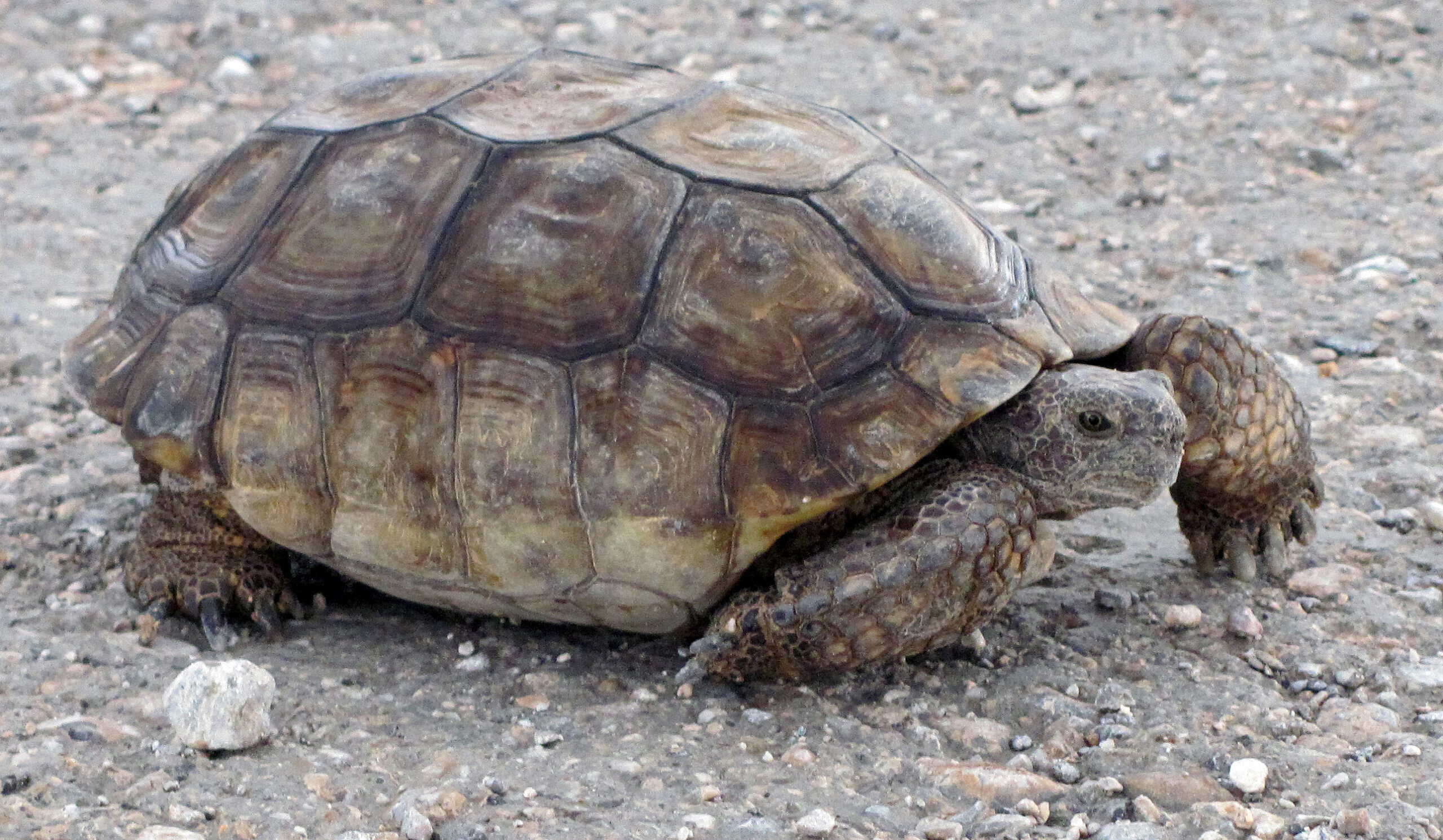 Desert Tortoise