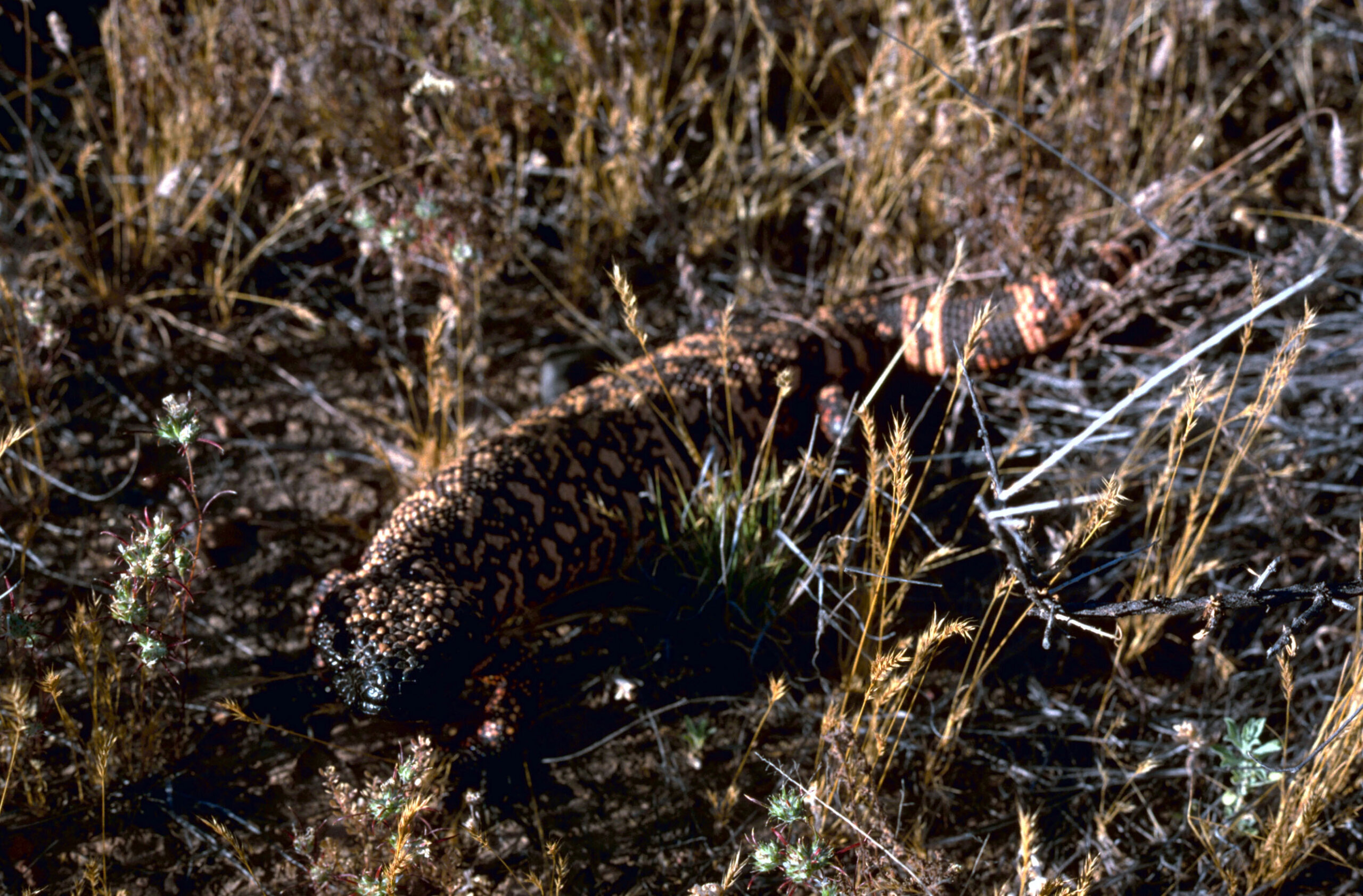 Gila Monster