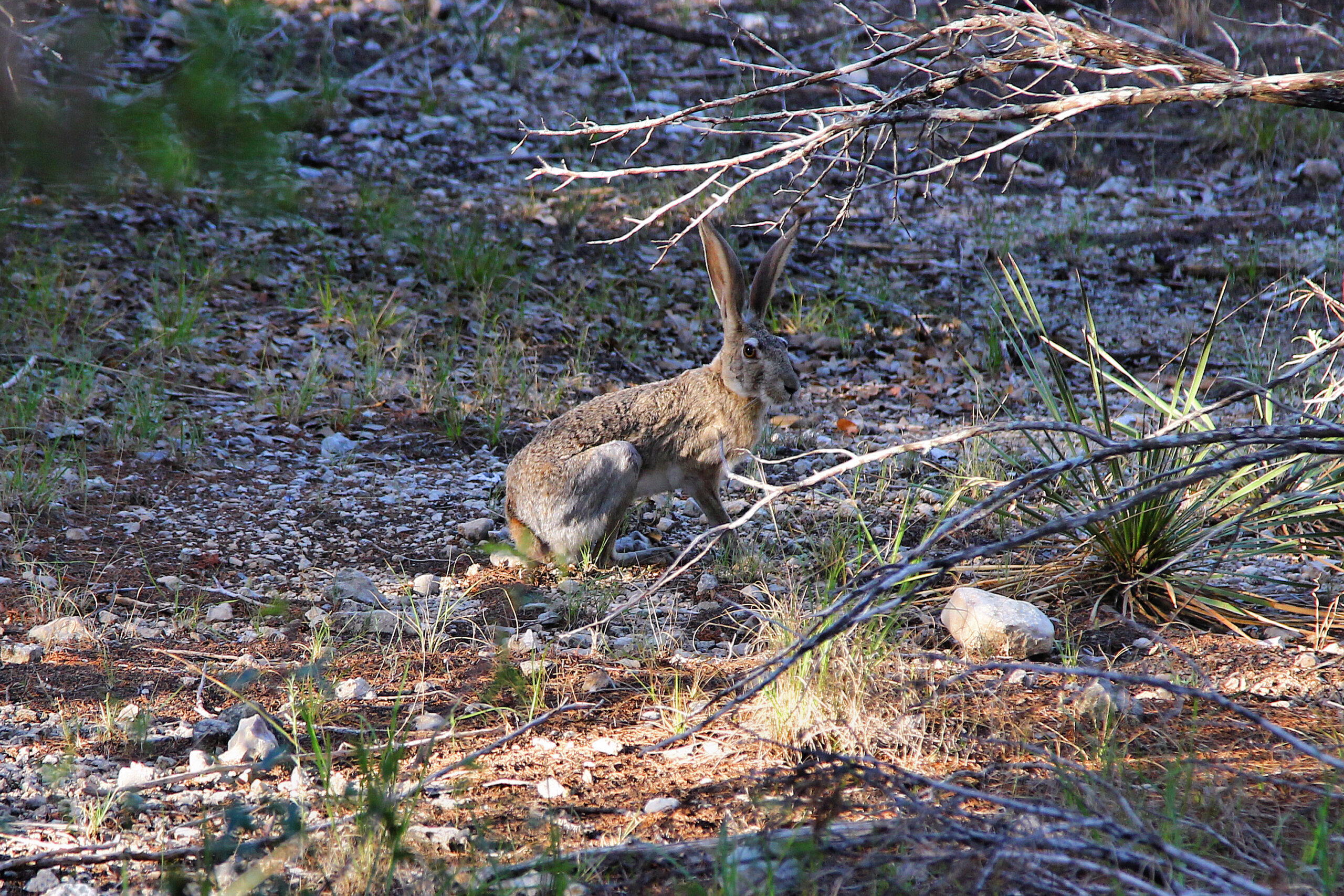 Black-tailed Jackrabbit