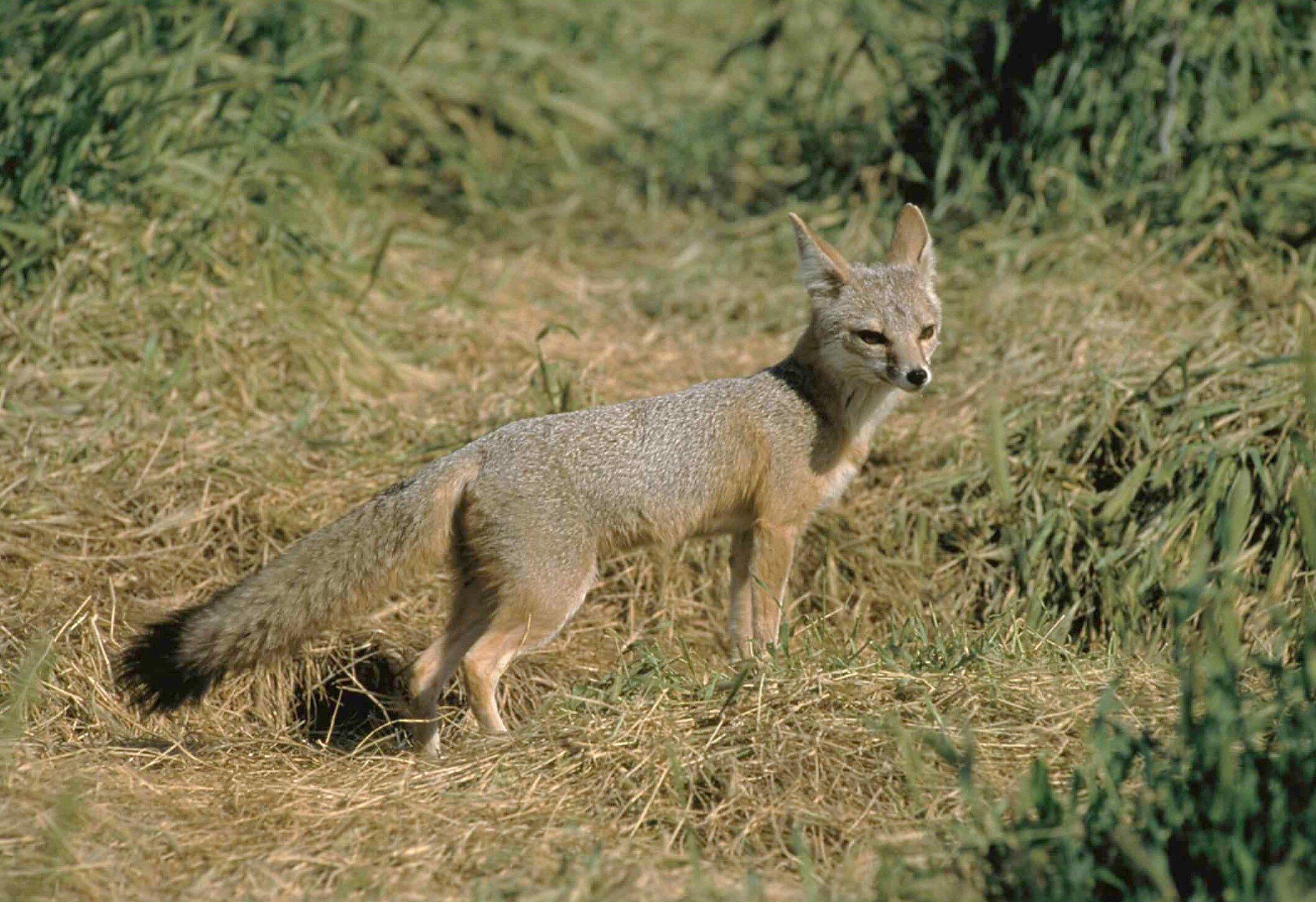 Kit Fox