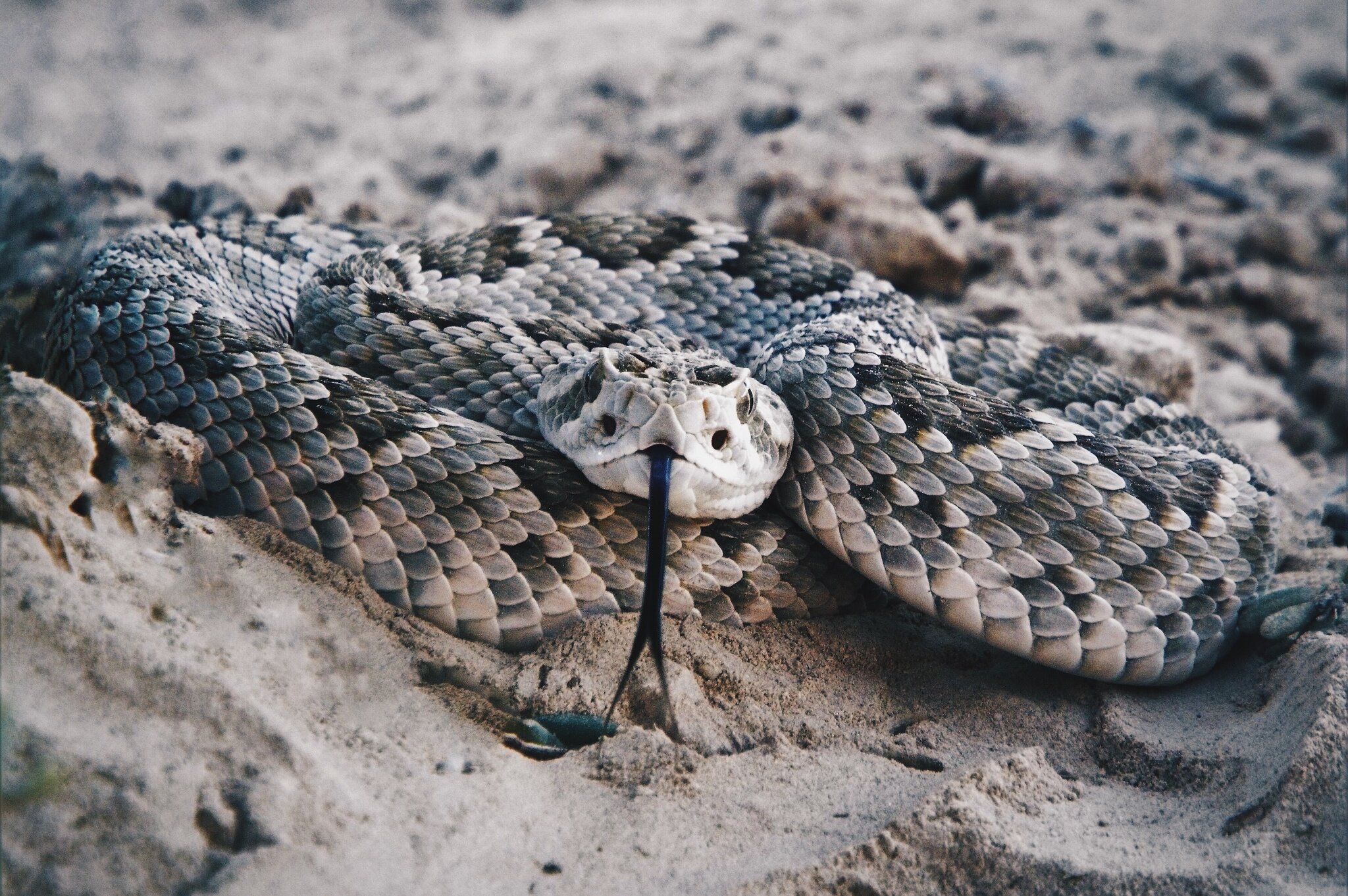 Mojave Rattlesnake