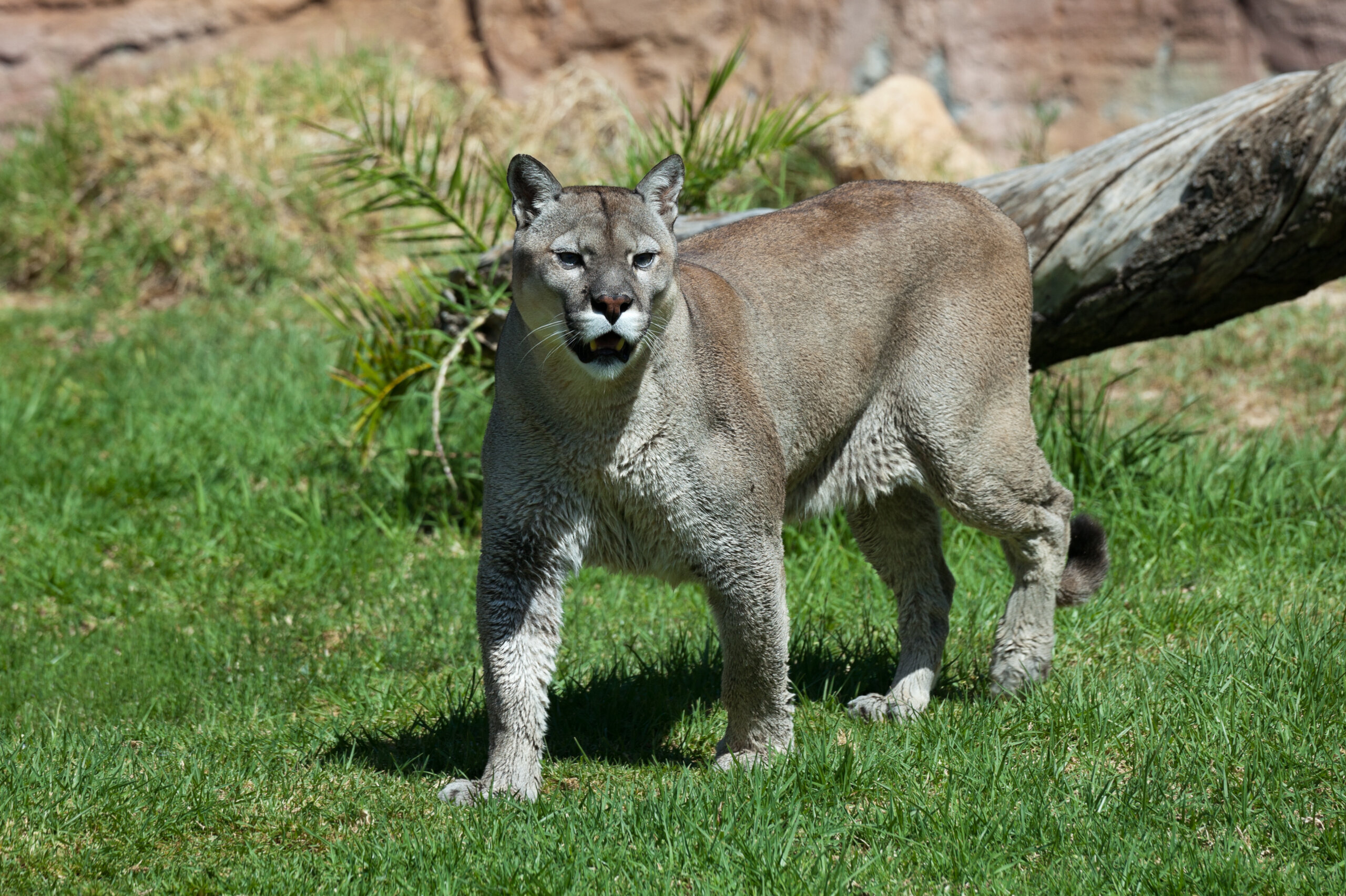 Mountain Lion