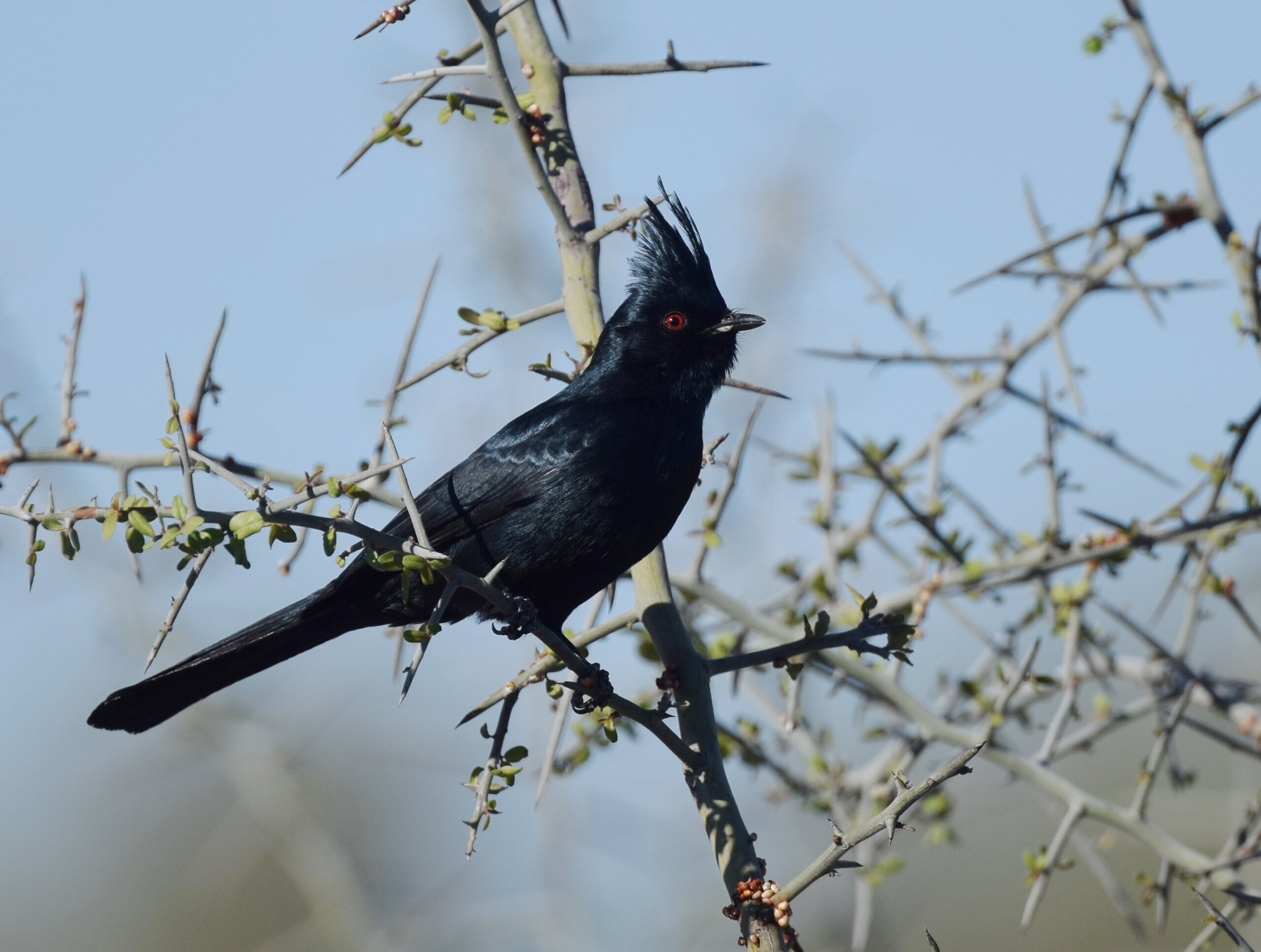 Phainopepla