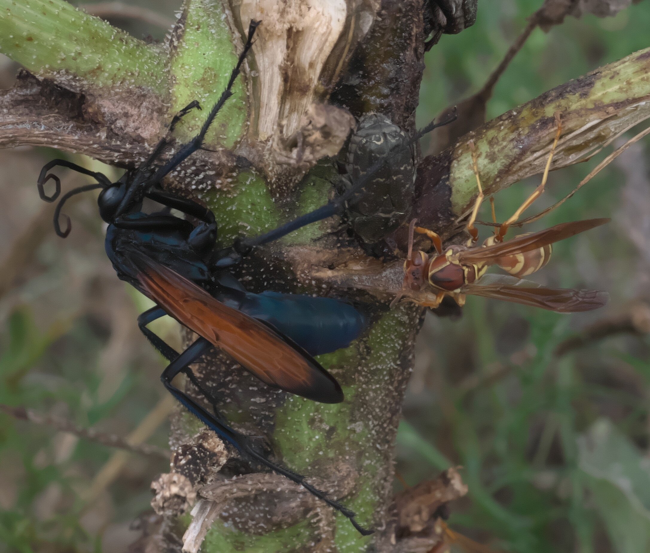 Tarantula Hawk